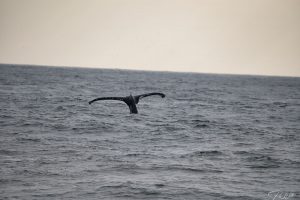 Whale Watch