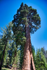 Sequoia National Park