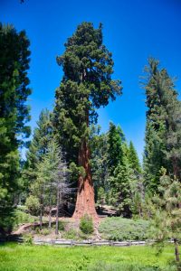Sequoia National Park
