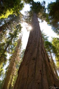 Sequoia National Park