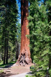 Sequoia National Park