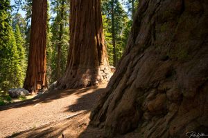 Sequoia National Park
