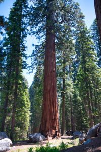 Sequoia National Park