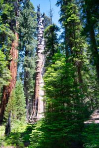 Sequoia National Park