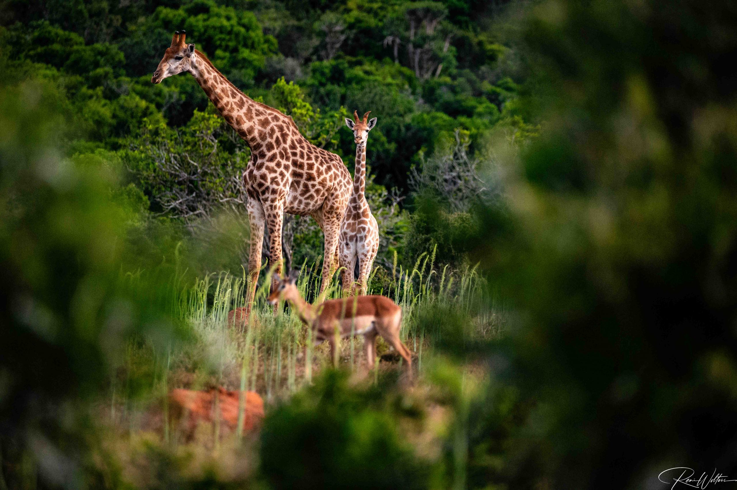 Kariega Game Reserve
