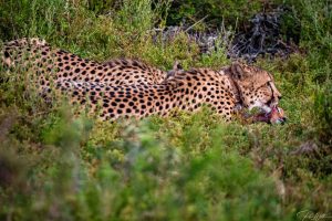 Cheetah Kariega Game Reserve