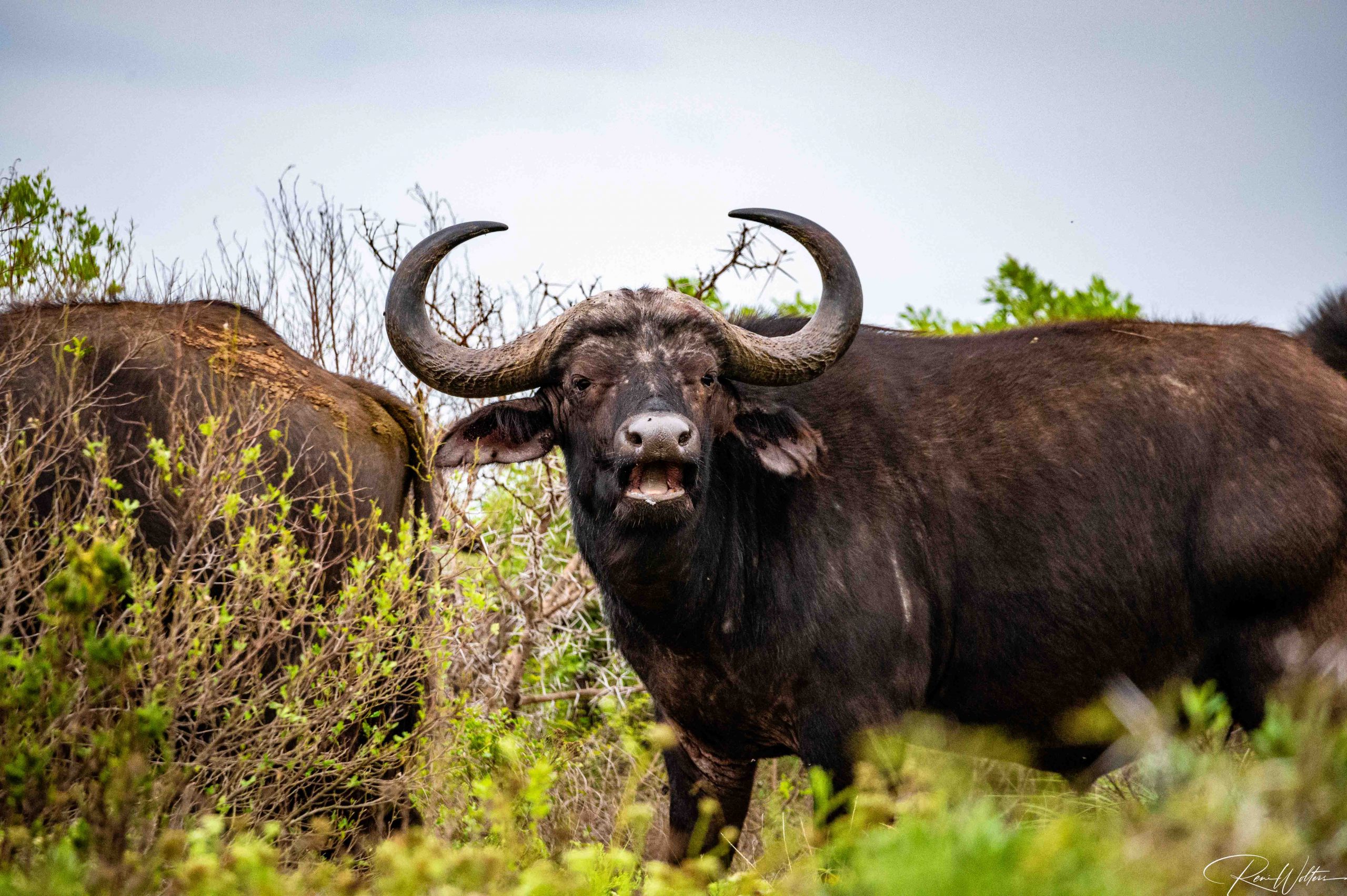 Wasserbüffel Kariega Game Reserve