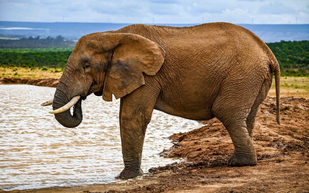 Unvergessliche Tage im Addo Elephant Nationalpark